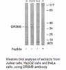 Product image for OR5M9 Antibody
