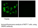 Product image for OR5P2 Antibody