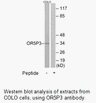 Product image for OR5P3 Antibody