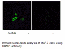 Product image for OR5U1 Antibody