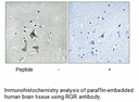 Product image for RGR Antibody