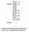 Product image for RXFP2 Antibody
