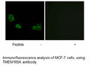 Product image for TMEM185A Antibody