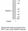Product image for TAS2R14 Antibody