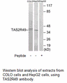 Product image for TAS2R49 Antibody