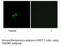 Product image for TAS1R3 Antibody