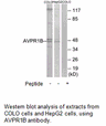 Product image for AVPR1B Antibody
