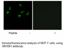 Product image for OR10S1 Antibody