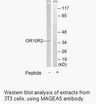 Product image for MAGEA5 Antibody
