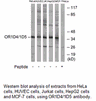 Product image for OR1D4/1D5 Antibody