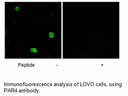 Product image for PAR4 Antibody