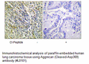 Product image for Aggrecan (Cleaved-Asp369) Antibody