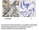 Product image for IL-1&beta; (Cleaved-Asp210) Antibody