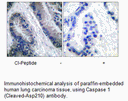 Product image for IL-1&beta; (Cleaved-Asp210) Antibody