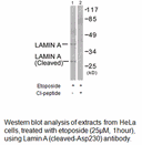 Product image for Lamin A (Cleaved-Asp230) Antibody