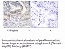 Product image for Lamin A (Cleaved-Asp230) Antibody