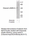 Product image for Lamin A (Cleaved-Asp230) Antibody