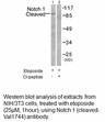Product image for Notch 1 (Cleaved-Val1744) Antibody