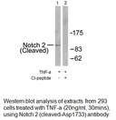 Product image for Notch 2 (Cleaved-Asp1733) Antibody