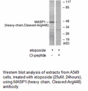 Product image for MASP1 (heavy chain,Cleaved-Arg448) Antibody