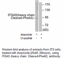 Product image for ITGA5 (heavy chain,Cleaved-Phe42) Antibody