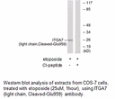 Product image for ITGA7 (light chain,Cleaved-Glu959) Antibody