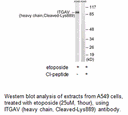 Product image for ITGAV (heavy chain,Cleaved-Lys889) Antibody
