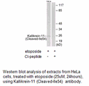 Product image for Kallikrein-11 (Cleaved-Ile54) Antibody