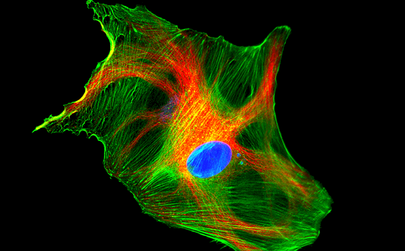 iFluor® Secondary Antibody Conjugates