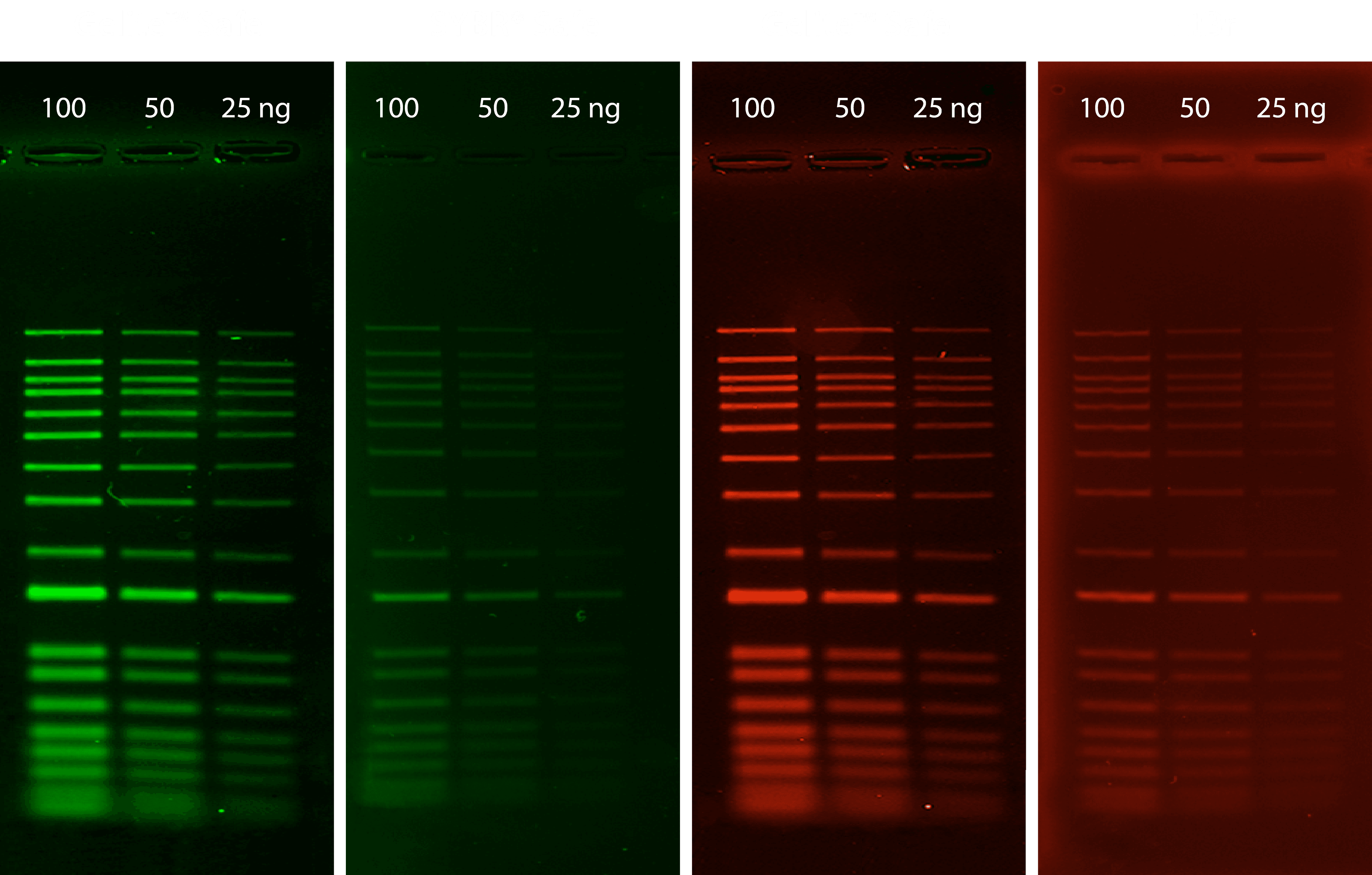 Gelite&trade; Safe DNA Gel Stain