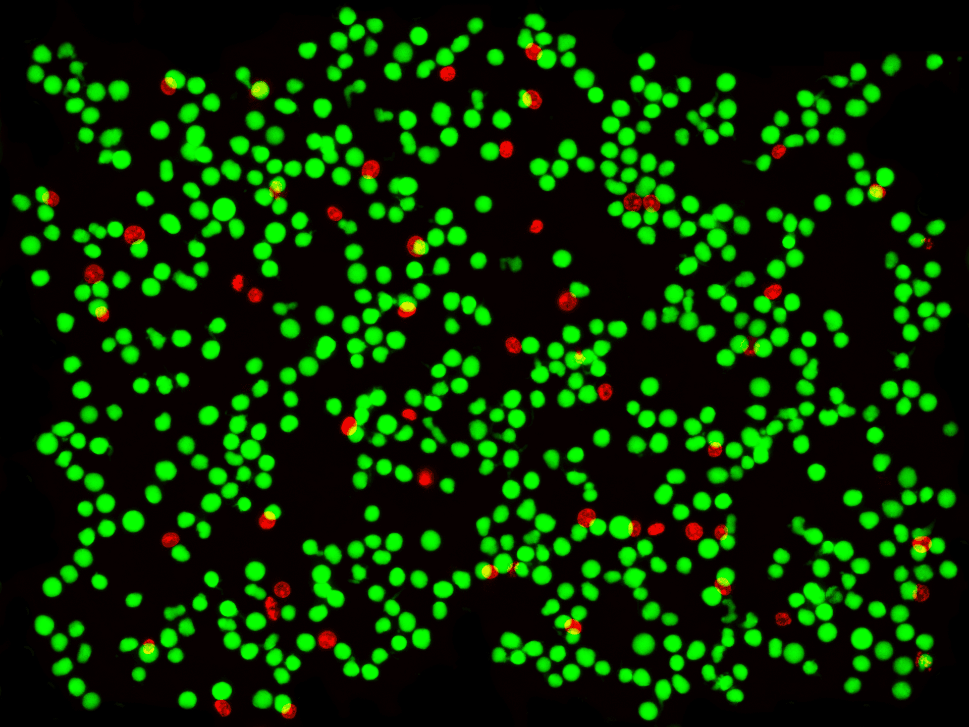 Understanding Cell Viability