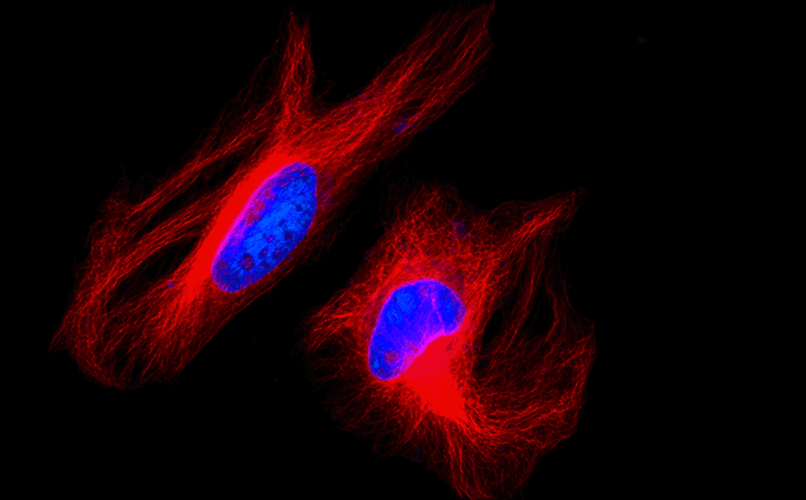 Nuclear Stains Complete Spectral Profile