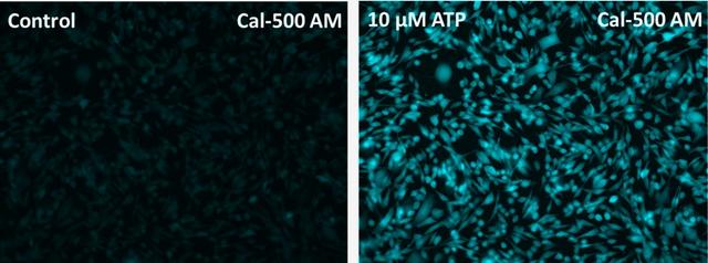 Response of endogenous P2Y receptor to ATP in CHO-K1 cells. CHO-K1 cells were seeded overnight at 40,000 cells per 100 µL per well in a 96-well black wall/clear bottom costar plate. 100 µL of Cal-500™ AM in HHBS with probenecid were added into the wells, and the cells were incubated at 37 °C for 60 min. The dye-loading medium was replaced with 200 µL HHBS. Images were taken before and after adding 50 µL of 10 µM ATP via a fluorescence microscope (Keyence) using 405 nm and 465 nm long pass filters.