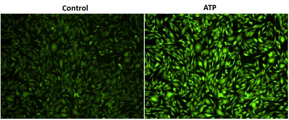 Response of endogenous P2Y receptor to ATP in CHO-K cells. CHO-K cells were seeded overnight at 40,000 cells per 100 &micro;L per well in a 96-well black wall/clear bottom costar plate. 100 &micro;l of 4 &micro;M Cal 520 &trade; AM in HHBS with 1 mM probenecid were added into the wells, and the cells were incubated at 37 &deg;C for 1 hour. The dye loading mediums were replaced with 100 &micro;l HHBS and 1 mM probenecid , then imaged with a fluorescence microscope (Olympus IX71) using FITC channel before and after adding 50 &micro;l of 300 &micro;M ATP .