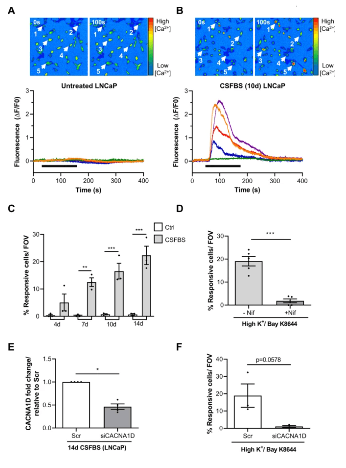 CaV1.3-mediated Ca2+ signalling emerges in LNCaP during CSFBS culturing. (A) Pseudocolour micrographs of Cal-520 AM-loaded LNCaP (cultured in media containing normal FBS) during live-cell recordings. Pseudocolour scale indicating increased fluorescence intensity from blue–green–yellow–red, indicating increased intracellular [Ca2+]. Fluorescence micrographs in normal Hanks' (0 s) and during perfusion with high K+ Hanks containing Bay K 8644 (10 µM, denoted by solid horizontal bar) (100 s) are shown. Five cells (1–5, white arrows) were selected and ΔF/F0 measured then plotted on a fluorescence intensity-time graph (coloured lines, lower panel) (N = 5 recordings). (B) Pseudocolour micrographs showing CSFBS-cultured LNCaP (10 days) pre- (0 s) and during exposure (100 s) to high K+/Bay K 8644. Fluorescence intensity of 5 selected cells demonstrating Ca2+-transients in 4 of the 5 cells (lower panel) (N = 3 recordings). (C) Mean percentage of responding cells per recording is shown at several time points during CSFBS along with matched time controls. Data analysed with 1-way ANOVA with Šídák's multiple comparison test, p < 0.05 (*), p < 0.01 (**) and p < 0.001 (***) (N = 3). (D) Nifedipine (1 µM) significantly reduced the percentage of high K+/Bay K 8644-responding cells after 10 day CSFBS. Data was analysed with unpaired t-test where p < 0.001 (***) (N = 5 recordings). (E) Significant knockdown of CACNA1D by siRNA transfection was achieved in CSBFS-treated LNCaP (14 days, Mann–Whitney, N = 4, p < 0.05 (*). (F) The percentage of high K+/Bay K8644-responsive LNCaP in siRNA-LNCaP was markedly reduced compared with scrambled controls, (p = 0.0578, unpaired t-test, N = 3). Source: <b>CACNA1D overexpression and voltage-gated calcium channels in prostate cancer during androgen deprivation</b> by McKerr, Niamh et.al., <em>Scientific Reports</em>, March 2023