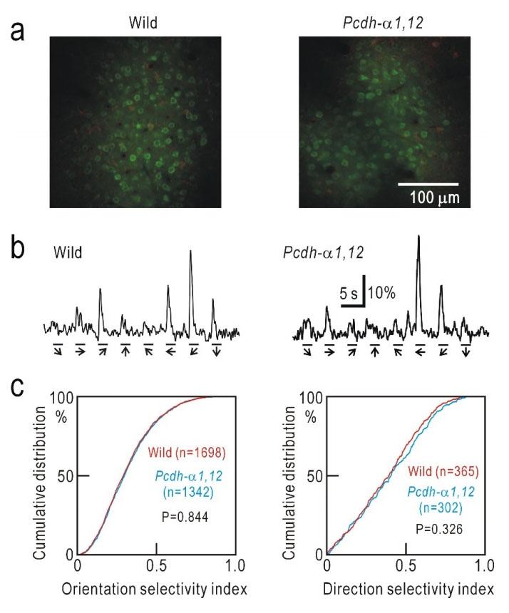 Selectivity of V1 neurons. A) Neurons stained with Cal-520 but not with SR-101 in the V1 of a wild-type mouse (left) and a Pcdh&alpha;1,12 mouse (right). The image was obtained using a two-photon microscope. B) Sample traces of neuronal calcium responses to moving grating patterns in eight directions (from -45&deg; to 270&deg; in 45&deg; steps) for 2 s in a wild-type mouse (left) and a Pcdh-&alpha;1,12 mouse (right). C) Cumulative distributions of the orientation selectivity index (OSI, left) and direction selectivity index (DSI, right) of neurons obtained from three wild-type mice and three Pcdh-&alpha;1,12 mice. The OSI was obtained from1698 and 1342 neurons, respectively. The DSI was obtained from 365 and 302 neurons with an OSI &gt; 0.45, respectively. There was no significant difference in the cumulative distribution of the OSI or DSI between wild-type and Pcdh&alpha;1,12 mice. Source: <strong>Molecular diversity of clustered protocadherin-&alpha; required for sensory integration and short-term memory in mice </strong>by Yamagishi et al., <em>Scientific Reports</em>, June 2018.