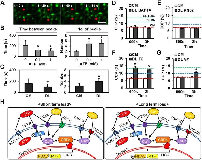 Loading induced chromatin condensation is regulated by calcium signaling. (A) Representative [Ca<sup>2+</sup>]<sub>i</sub> oscillations (red arrows) in MSCs as a function of time (bar&thinsp;=&thinsp;100&thinsp;&mu;m). Addition of ATP (B) or application of 30s DL (C) decreased the time between peeks and increased number of peaks observed in 10&thinsp;min (n&thinsp;=&thinsp;~15, *p&thinsp;&lt;&thinsp;0.05 vs. CM control (0% strain/0mM ATP, mean&thinsp;&plusmn;&thinsp;s.d.). (D,E) Pretreatment with BAPTA or KN62 blocked load-induced chromatin condensation, whereas pretreatment with thapsigargin (TG, F) had no effect and Verapamil (VP, G) blocked only the short term increase in CCP (at 600s of DL) (red line: CM control, green line: 600s DL, blue line: 3&thinsp;h DL, n&thinsp;=&thinsp;~20 per condition, *p&thinsp;&lt;&thinsp;0.05 vs. CM control, mean&thinsp;&plusmn;&thinsp;s.e.m.). (H) Schematic illustration outlining the operative signaling pathways controlling chromatin condensation with short term (600s) or long term (3h) loading (&otimes; a component that is not on the critical path for load induced chromatin condensation at that time point. ATP: Adenosine triphosphate, HMCLs: hemichannels, P2YR: P2Y purinergic receptors, P2XR: P2X purinergic receptors, ER: endoplasmic reticulum, Ca: calcium. CBPs: calcium binding proteins, VGCC: voltage-gated calcium channels, TRPV4: Transient receptor potential cation channel subfamily V member 4, PIEZO: Piezo-type mechanosensitive ion channels, HDAC: Histone deacetylase, MTF: Histone methyltransferase, LICC: load induced chromatin condensation). &nbsp;Source: <strong>Biophysical Regulation of Chromatin Architecture Instills a Mechanical Memory in Mesenchymal Stem Cells</strong> by Heo et al., <em>Scientific Reports</em>, Nov. 2015.