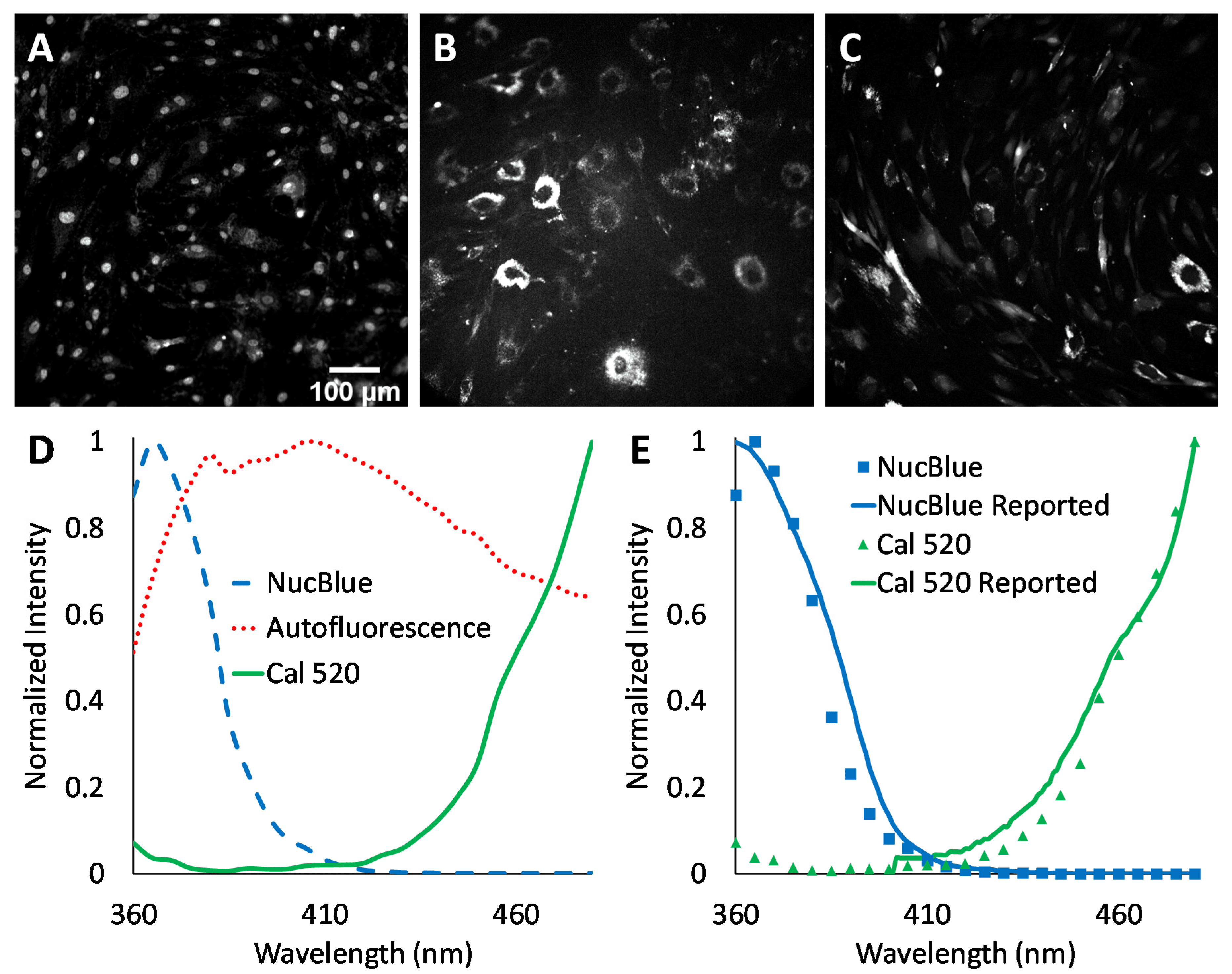 Spectral image data from three single-label control samples were analyzed to construct a spectral library. (A) Representation of HSI image data from HASMCs labeled with the nuclear label, NucBlue. For visualization purposes, all wavelength bands have been summed to represent a total or summed fluorescence intensity image, and the intensity range linearly adjusted from 0 to 6300 A.U. for display. (B) A summed fluorescence intensity representation of HSI image data from a separate sample of unlabeled HASMCs with intensity range linearly adjusted from 0 to 315 A.U. for display. (C) A summed fluorescence intensity representation of HSI image data from a separate sample of HASMCs labeled with Cal 520 with intensity range linearly adjusted from 0 to 550 A.U. (D) A spectral library was generated by selecting a region of high signal intensity within each of the single-label control spectral images (A–C), extracting the pixel-averaged spectrum, and normalizing to a peak value of unity. (E) Comparison of measured spectra for NucBlue (blue squares) and Cal 520 (green triangles) to reported spectra. The Cal 520 spectrum was supplied from AAT Bioquest, while the NucBlue spectrum was approximated as that of DAPI and obtained using the Semrock Searchlight spectral plotting tool. Source: <b>Comparing Performance of Spectral Image Analysis Approaches for Detection of Cellular Signals in Time-Lapse Hyperspectral Imaging Fluorescence Excitation-Scanning Microscopy</b> by Parker et al., <em>Bioengineering</em>, April 2023.