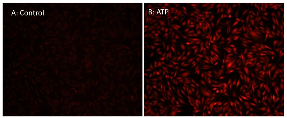 Response of endogenous P2Y receptor to ATP in CHO-K cells detected with Cal-630 &trade; AM.&nbsp; CHO-K1 cells were seeded overnight at 50,000 cells per 100 &micro;L per well in a Costar black wall/clear bottom 96-well plate. 100 uL of 5 uM Cal-630 &trade; AM in HHBS (with 1.0 mM probenecid) was added into the cells and incubated at 37 &deg;C for 1 hour.&nbsp; Images were recorded with a fluorescence microscope (Olympus IX71) before and after adding 10 uM ATP (final in the well) using Texas Red Channel.