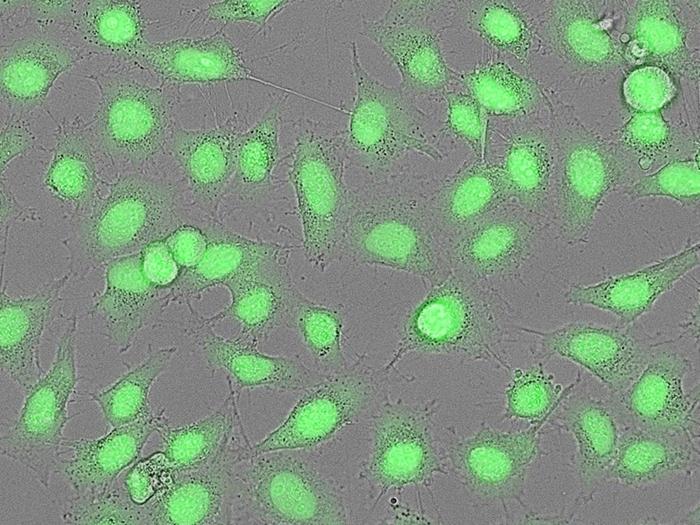 <strong>CYTO-13 live-cell nucleic acid stain.</strong><br>Live HeLa cells were stained with 2.5uM CYTO-13 (Cat# 17553) for 20 minutes at 37&deg;C, and washed once with HH buffer. The photo was acquired with FITC&nbsp; filter set and differential interference contrast (DIC) sequentially in a fluorescence microscope.