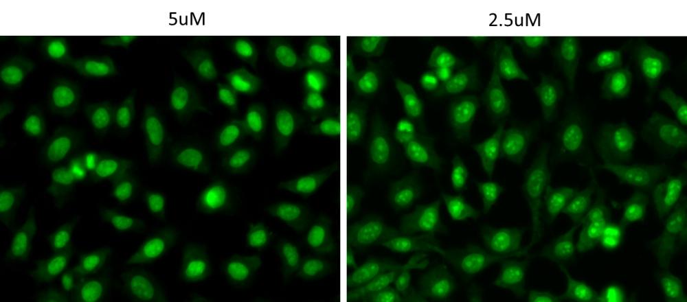 Images of HeLa cells stained with CYO-13 at 5 uM (Left) and 2.5 uM (Right) for 20 minutes at 37&deg;C incubator. Images were acquired using fluorescence microscope with FITC filter