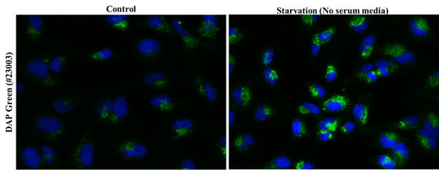 HeLa cells were stained with DAP Green in complete media, followed by serum starvation to induce autophagy. Cells were then counter-stained for nuclear staining using Hoechst 33342 (#22657).