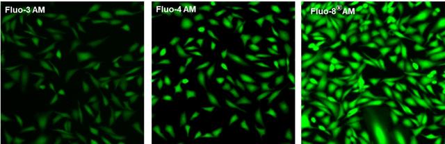 U2OS cells were seeded overnight at 40,000 cells per 100 uL per well in a 96-well black all/clear bottom costar plate.&nbsp; The growth medium was removed, and the cells were incubated with 100 uL of 4 uM Fluo-3 AM, Fluo-4 AM or Fluo-8&reg; AM in HHBS at 37 &deg;C for 1 hour. The cells were washed twice with 200 uL HHBS, then imaged with a fluorescence microscope using FITC channel.