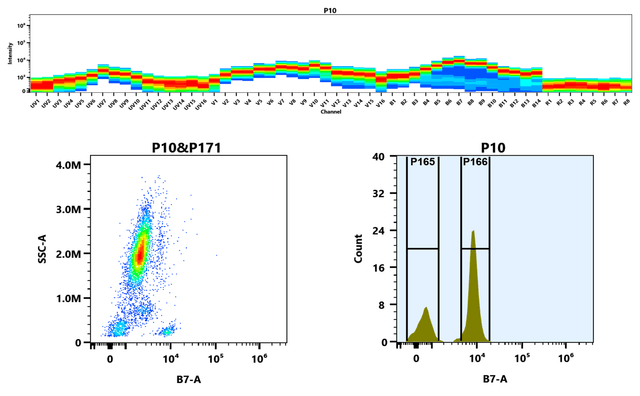 Top) The Spectral pattern was generated using a 4-laser spectral cytometer. Four spatially offset lasers (355 nm, 405 nm, 488 nm, and 640 nm) were used to create four distinct emission profiles, which, when combined, yielded the overall spectral signature. Bottom) Flow cytometry analysis of whole blood stained with mFluor™ Green 620 anti-human CD4 *SK3* conjugate. The fluorescence signal was monitored using an Aurora spectral flow cytometer in the mFluor™ Green 620 B7-A channel.