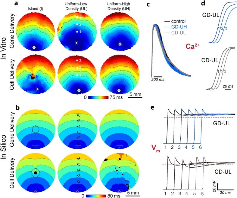 Conduction properties of light-sensitive cardiac syncytia. (a,b) Activation maps during electrical stimulation (1&thinsp;Hz) of <em>in vitro</em> (a) and <em>in silico</em> (b) light-sensitive cell monolayers with distribution types (I, UL, UH) and delivery mode (GD, CD). In all cases, time zero corresponds to the start of the electrical stimulus; black coloured locations did not activate. For <em>in vitro</em> cases, the asterisk (*) marks the location of the bipolar pacing electrode and the spacing between isochrones lines is 10&thinsp;ms. For <em>in silico</em> cases, the dashed rectangle indicates the area where transmembrane current stimulus was applied. (c) <em>In vitro</em> calcium transients at 1&thinsp;Hz electrical pacing, plotted overlaid as group mean&thinsp;&plusmn;&thinsp;SEM, for control CMs, ChR2-expressing CMs (GD-UH), and co-cultures of CMs and ChR2-expressing HEK cells (CD-UL) (n&thinsp;=&thinsp;5 per group); no significant differences. (d) Select calcium transients from the pixel locations 1&ndash;3 indicated in ((a), GD-UL and CD-UL) showing <em>in vitro</em> wavefront propagation across the monolayer. (e) Select voltage traces (analogous to those in (c)) from the pixel locations 1&ndash;6 indicated in (b, GD-UL and CD-UL) showing <em>in silico</em> wavefront propagation and upstroke morphology. Source: <strong>Optogenetics-enabled assessment of viral gene and cell therapy for restoration of cardiac excitability</strong> by Ambrosi et al., <em>Scientific Reports,</em> Dec. 2015.
