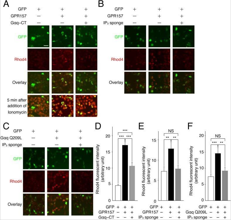 GPR157 couples with Gq-class of the heterotrimeric G-proteins. (A&ndash;C) Plasmids expressing indicated protein were transfected into U-2 OS cells. Rhod-4, a fluorescent calcium indicator, were used to assess changes in [Ca<sup>2+</sup>]i. Application of Ionomycin, a calcium ionopohore, to cells after experiments confirmed almost uniform uptake of Rhod-4 in these cells. (D&ndash;F) Fluorescent intensity of Rhod4 in GFP-positive cells. Mean&thinsp;&plusmn;&thinsp;s.e.m. Data were obtained from 3 independent experiments (more than 40 cells). **p&thinsp;&lt;&thinsp;0.01, ***p&thinsp;&lt;&thinsp;0.001. Scale bar: 10&thinsp;&mu;m. Source: <strong>The G protein-coupled receptor GPR157 regulates neuronal differentiation of radial glial progenitors through the Gq-IP3 pathway </strong>by Takeo et al., <em>Scientific Reports</em>, May 2016.