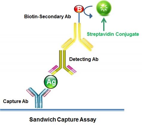 ELISA Assays with streptavidin conjugates