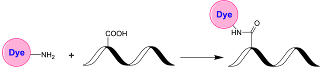 Schematic illustrating the carboxyl–amine coupling between an amine‐functionalized dye and a carboxyl‐modified biomolecule. In practice, carbodiimide reagents (e.g., EDC) are often used to activate carboxyl groups, facilitating subsequent amide bond formation with primary amines. This versatile approach enables conjugation of peptides, proteins, and nucleic acids that possess free carboxyl or amine functionalities.