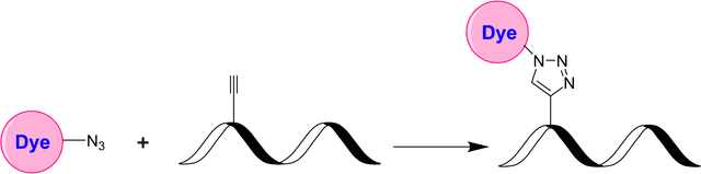 Schematic illustrating the azide–alkyne cycloaddition (“click chemistry”) between an azide‐functionalized dye and an alkyne‐presenting biomolecule. In the presence of a copper catalyst (CuAAC) or under strain‐promoted conditions (SPAAC), the azide and alkyne react to form a stable 1,2,3‐triazole linkage. This highly selective and robust reaction proceeds under mild conditions and tolerates a wide range of functional groups.