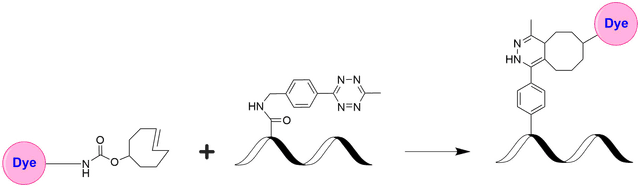 Schematic illustrating the strain‐promoted inverse‐electron‐demand Diels–Alder (iEDDA) reaction between a trans‐cyclooctene (TCO)–dye conjugate and a tetrazine‐modified biomolecule. The TCO–dye adduct selectively and rapidly couples with the tetrazine moiety on the biomolecule to form a stable linkage. This bioorthogonal “click chemistry” reaction is fast, selective, and well‐suited for biocompatible labeling applications.